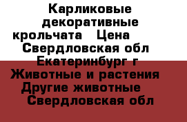 Карликовые декоративные крольчата › Цена ­ 900 - Свердловская обл., Екатеринбург г. Животные и растения » Другие животные   . Свердловская обл.